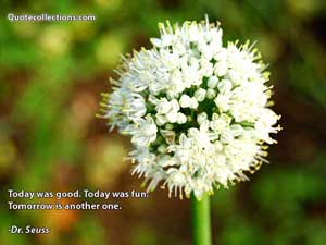 Dr. Seuss Quotes 5